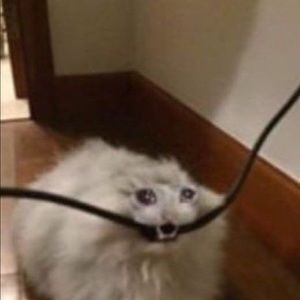 Meet your Posher, Jaylie